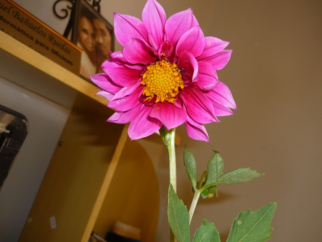 bfi1288593524z.jpg