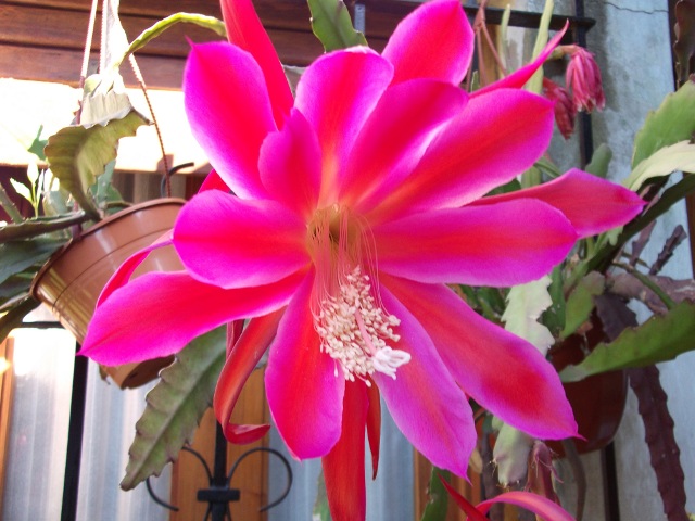 bfi1289391831v.jpg