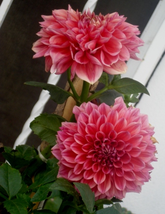 bfi1291075842i.JPG