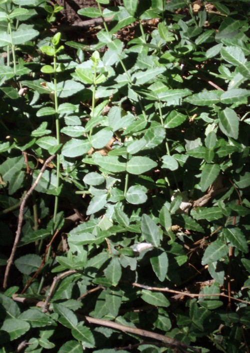 bfi1298027487l.jpg
