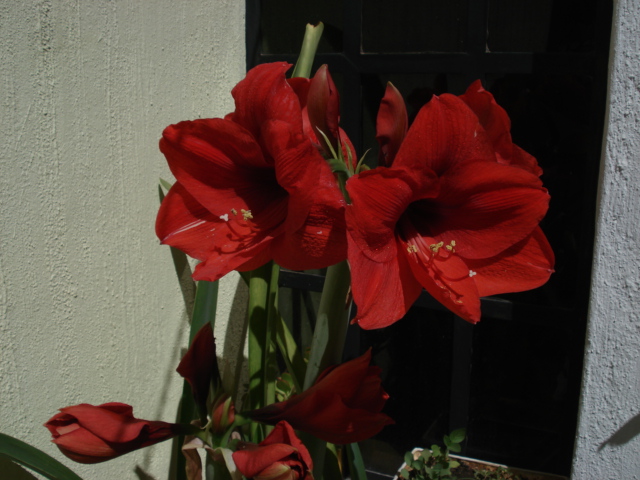 bfi1299887980p.JPG