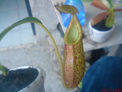 bfi1299974868u.jpg