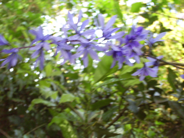 bfi1303053552g.JPG