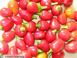 bfi1304869689m.jpg