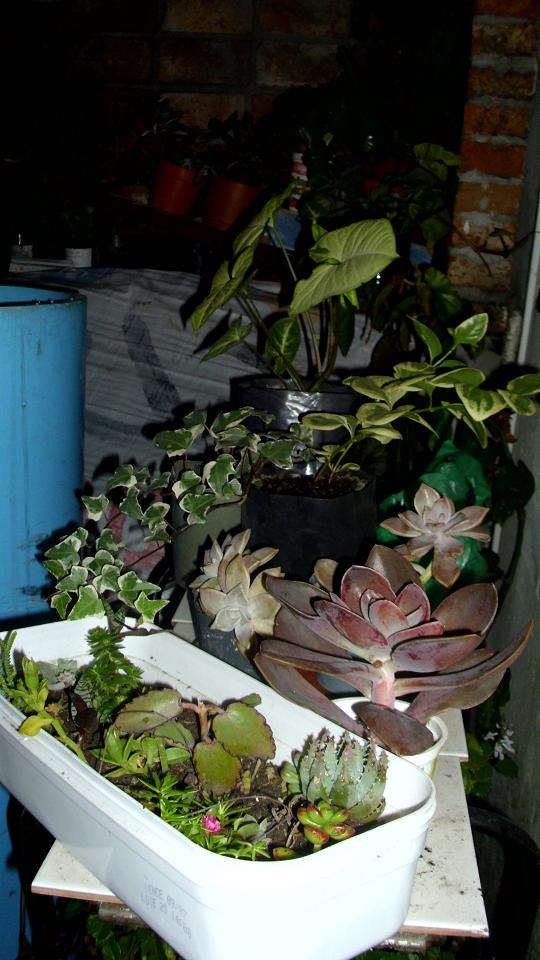 bfi1305502064r.JPG