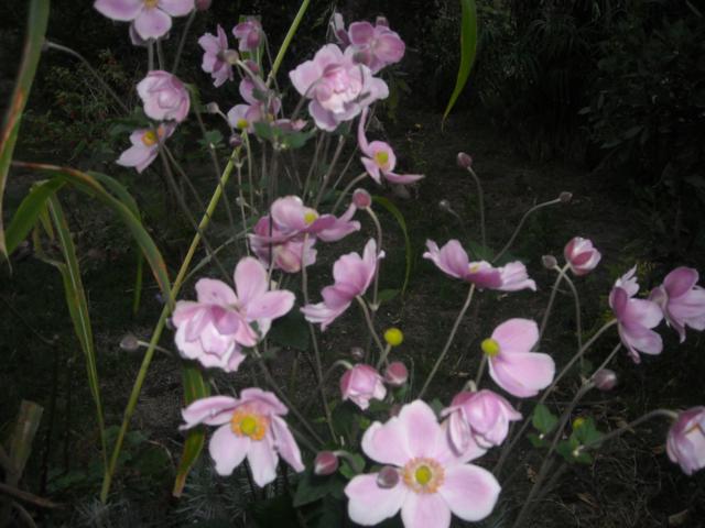 bfi1308091614c.jpg