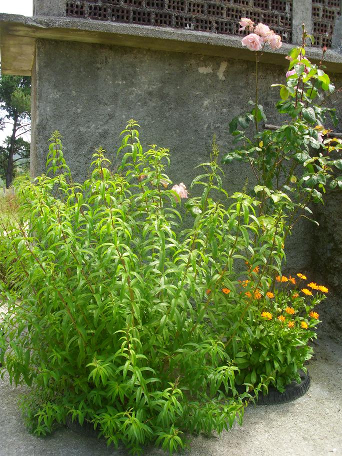 bfi1308489209r.JPG