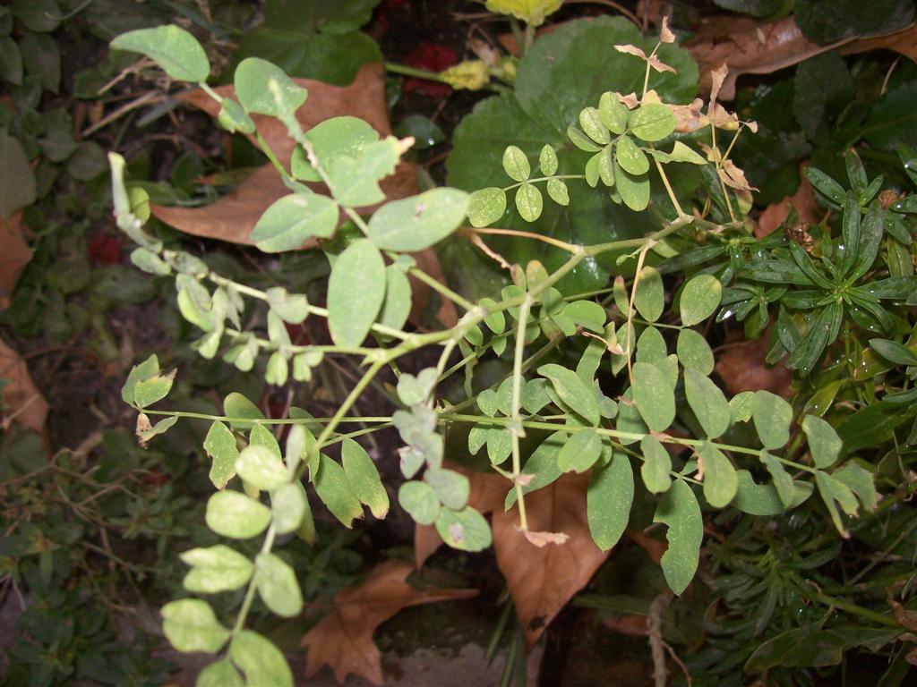 bfi1312086226o.jpg