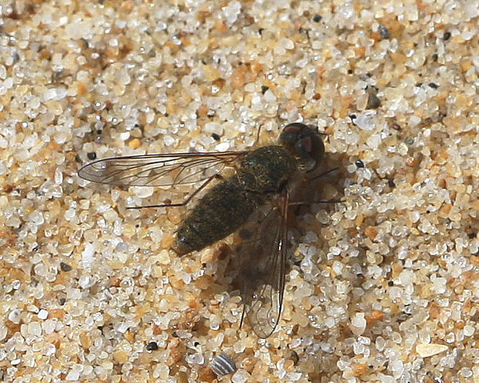 bfi1312095349i.jpg