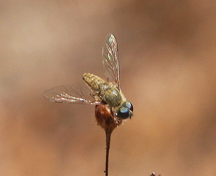 bfi1312095393d.jpg