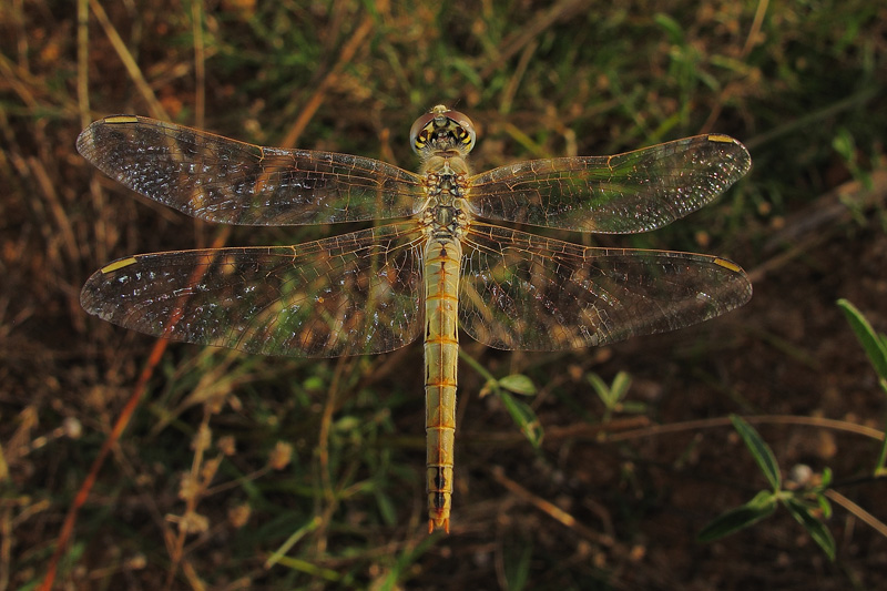 bfi1312129973l.jpg