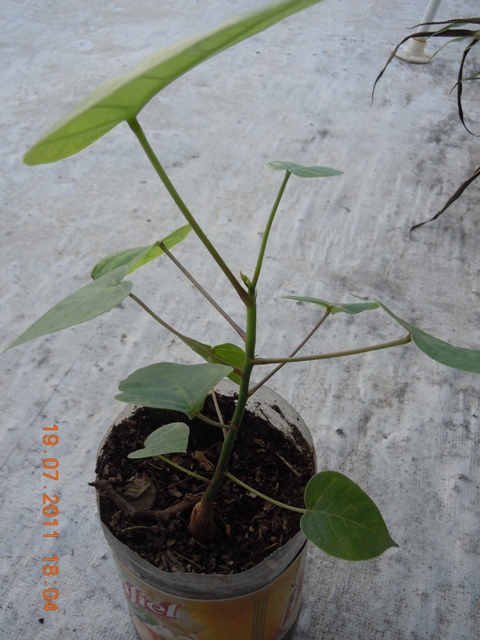 bfi1312137644v.JPG