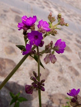 bfi1312143907m.jpg