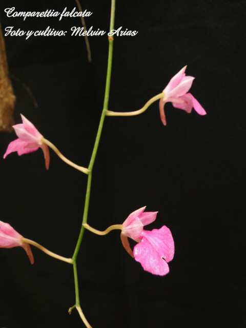 bfi1312145561o.JPG