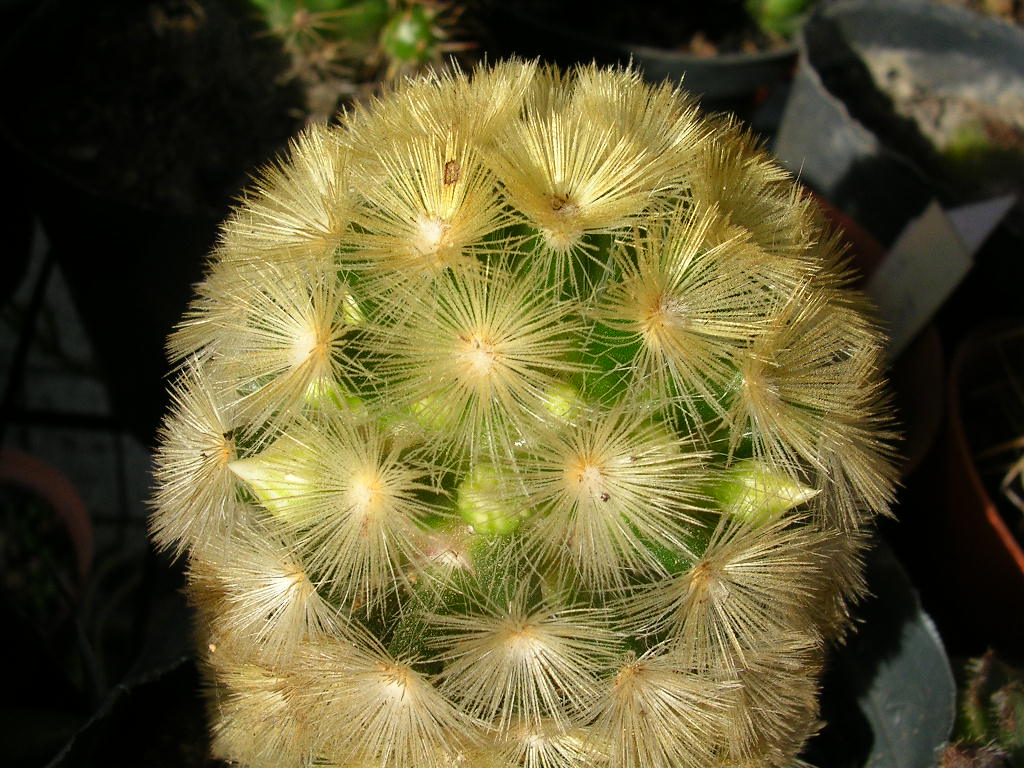 bfi1312200582u.JPG