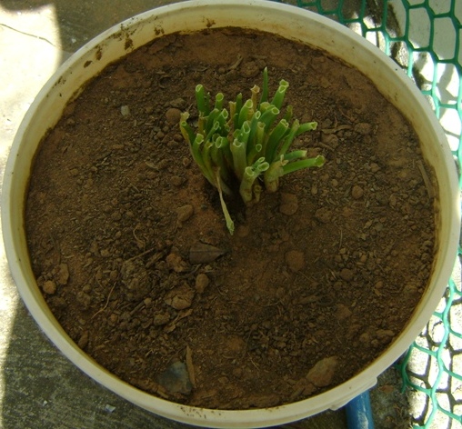 bfi1312232683c.JPG