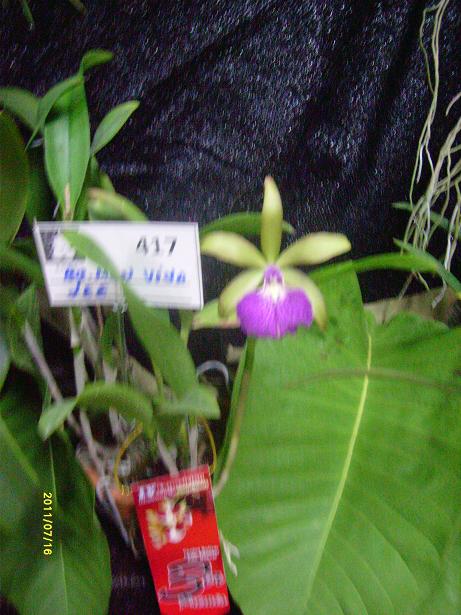 bfi1312244946h.JPG