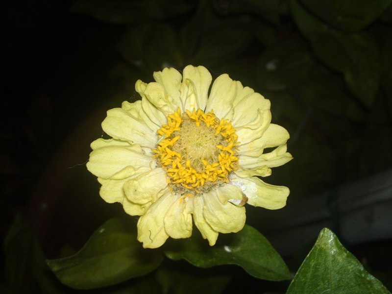bfi1312247172v.JPG
