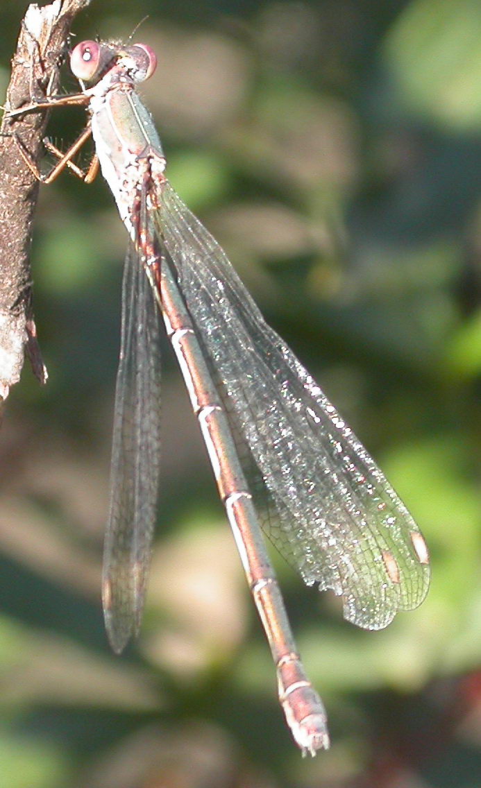 bfi1312316782x.jpg