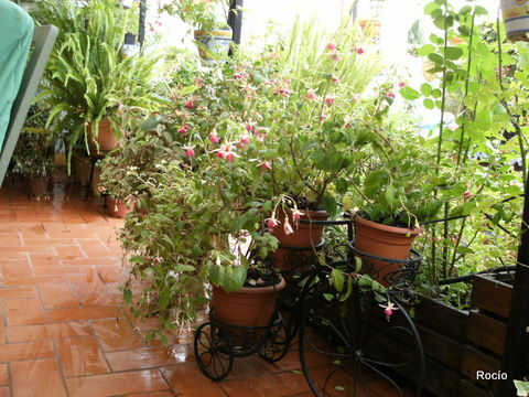 bfi1312325104b.JPG