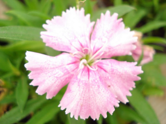 bfi1312329407s.JPG