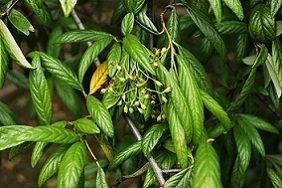 bfi1312413413f.JPG
