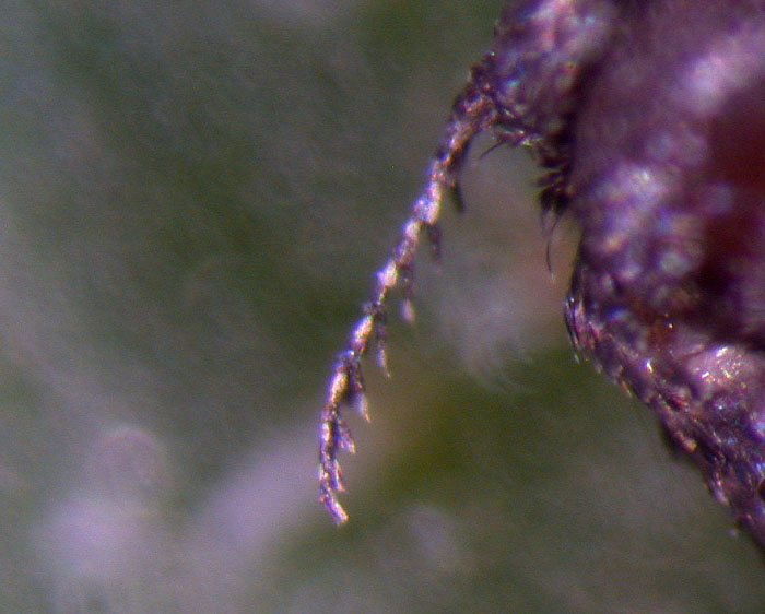 bfi1312489680i.JPG