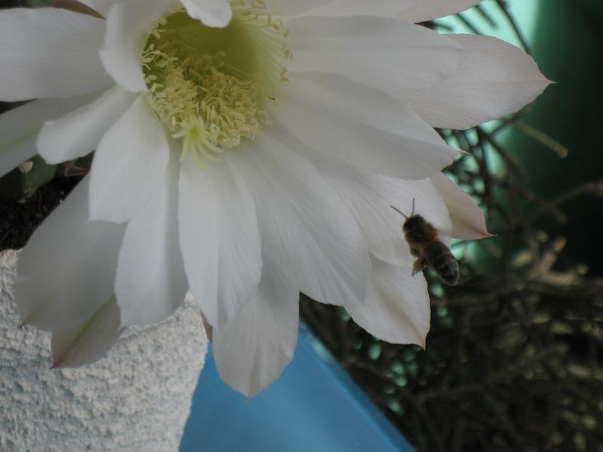 bfi1312577789z.jpg