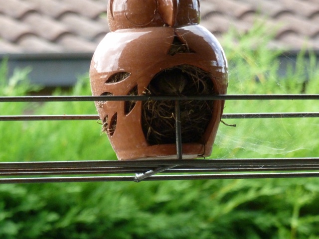 bfi1312581175i.JPG