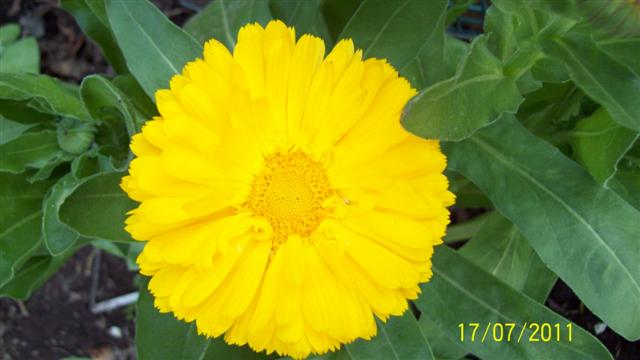 bfi1312680267v.jpg