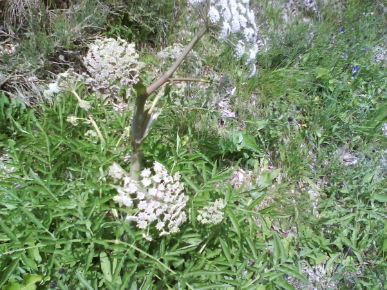 bfi1312734494a.jpg