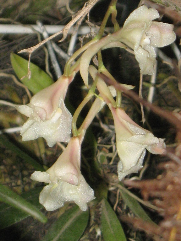 bfi1312749827v.JPG