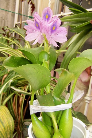 bfi1312752014a.jpg
