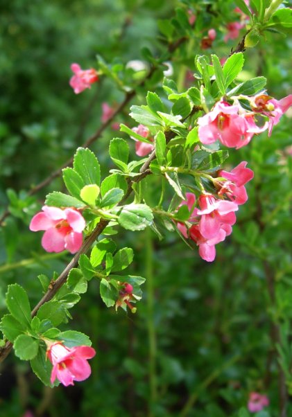bfi1312827719a.jpg