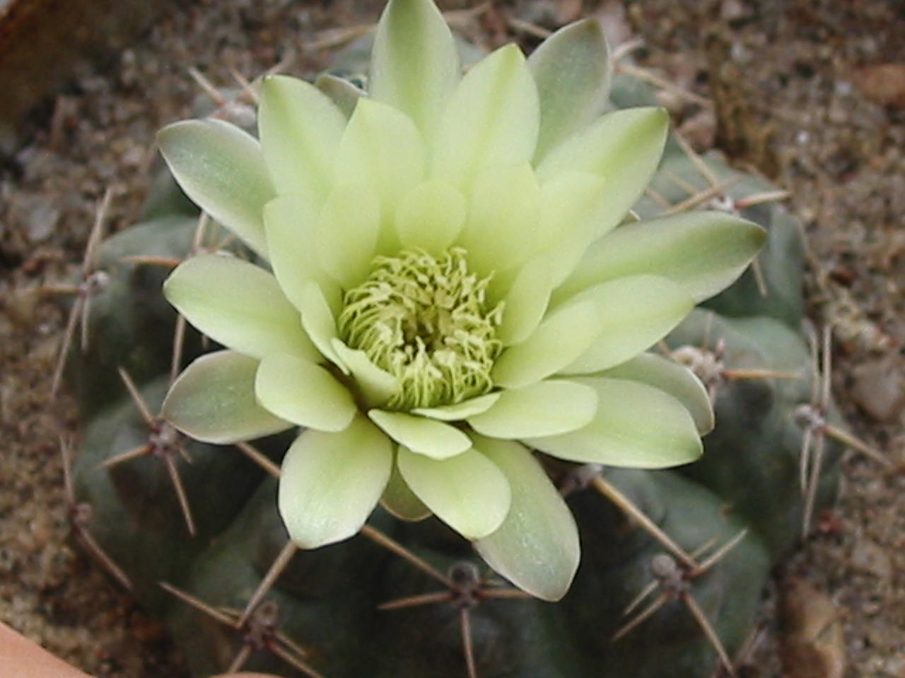 bfi1312858525z.jpg