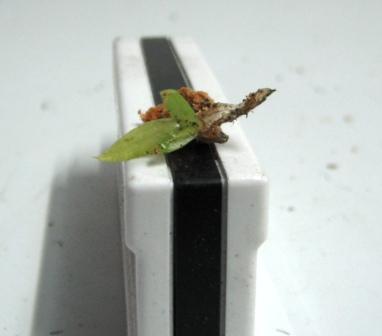 bfi1313017614b.jpg