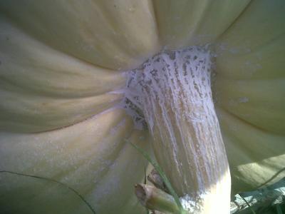 bfi1313081485n.jpg