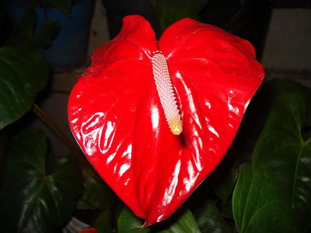 bfi1313201423w.JPG