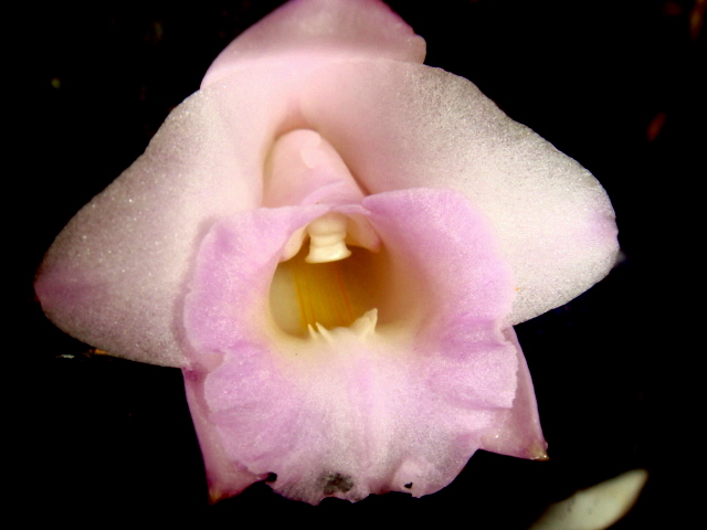bfi1313267531v.JPG
