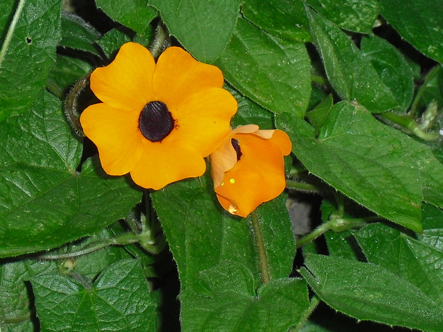 bfi1313292508c.jpg