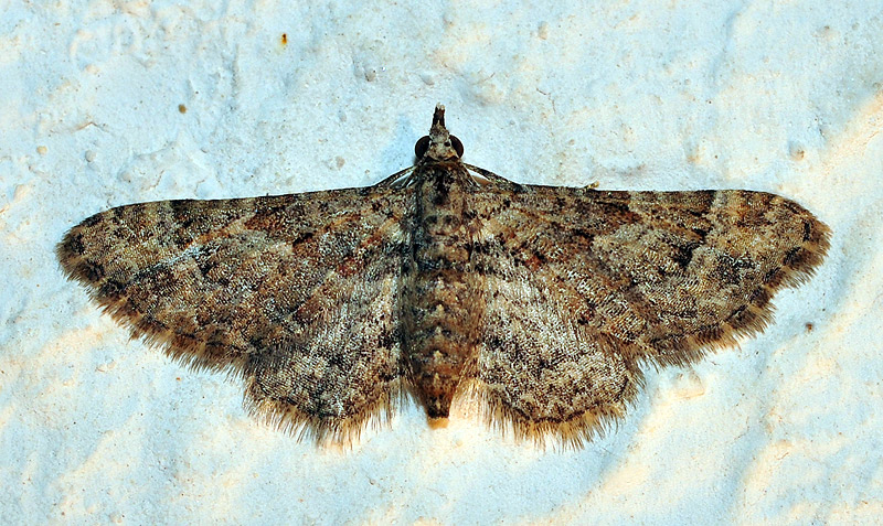 bfi1313355039t.jpg