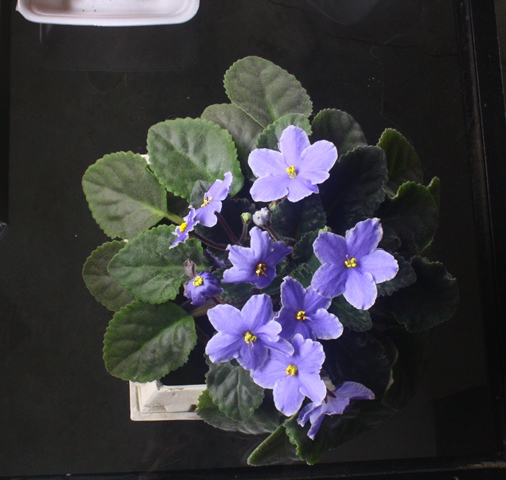 bfi1313377678d.JPG