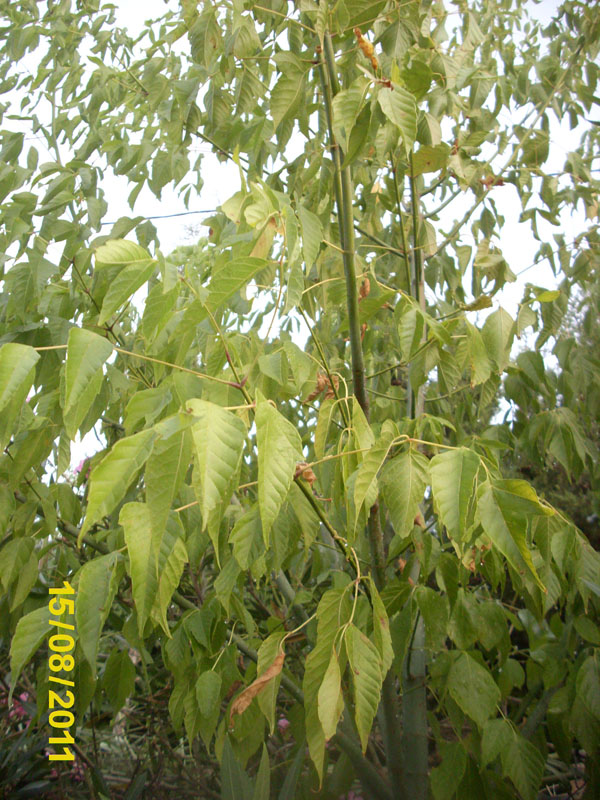 bfi1313497082a.JPG