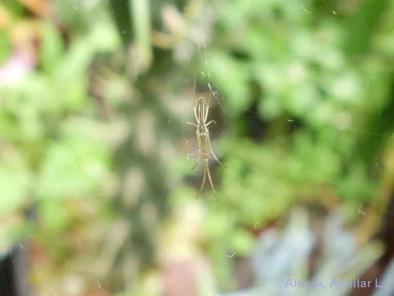 bfi1313536707q.JPG
