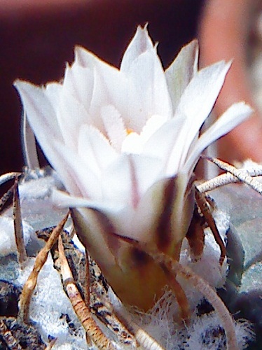 bfi1313658670h.JPG