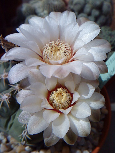 bfi1313660696e.JPG