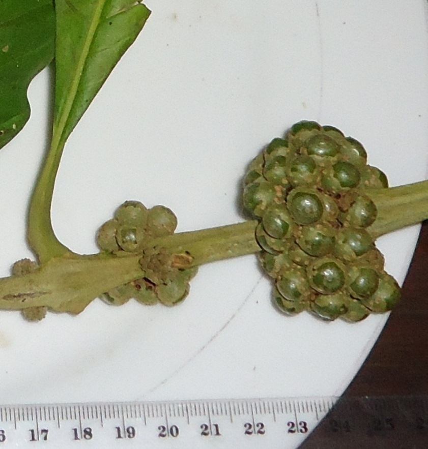 bfi1313760168z.JPG