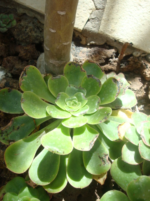 bfi1313770363m.JPG