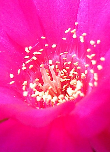 bfi1313782519g.JPG