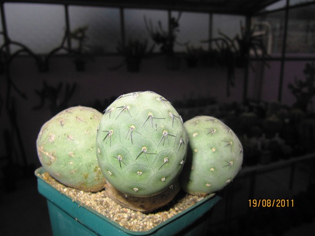 bfi1313797970y.JPG
